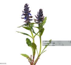 Attēlu rezultāti vaicājumam “Ajuga genevensis”