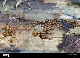 Attēlu rezultāti vaicājumam “Trichia varia”