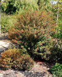 Image result for Cuphea ignea