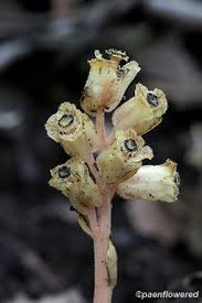 Attēlu rezultāti vaicājumam “Monotropa hypopitys bud”