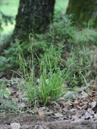 Attēlu rezultāti vaicājumam “Carex sylvatica fruit”