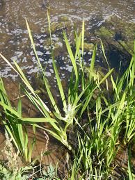 Attēlu rezultāti vaicājumam “Sparganium erectum aggr. leaf”