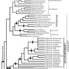 Attēlu rezultāti vaicājumam “Cribrariaceae”