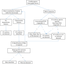 Attēlu rezultāti vaicājumam “Melampsora magnusiana”