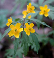 Attēlu rezultāti vaicājumam “Anemone ranunculoides leaf”