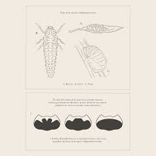 Attēlu rezultāti vaicājumam “Hippodamia notata”