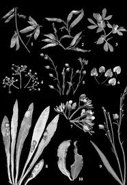 Attēlu rezultāti vaicājumam “Cystiphora sanguinea”