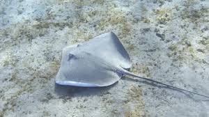 Image result for Himantura uarnak