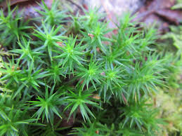 Attēlu rezultāti vaicājumam “Polytrichum formosum”