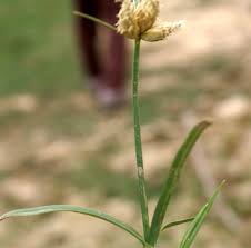 Attēlu rezultāti vaicājumam “Schoenoplectus lacustris subsp. glaucus flower”