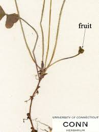 Attēlu rezultāti vaicājumam “Oxalis acetosella fruit”