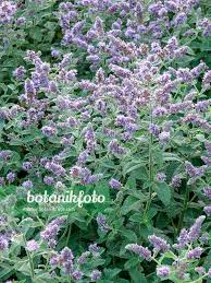 Attēlu rezultāti vaicājumam “Mentha longifolia”