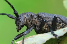 Attēlu rezultāti vaicājumam “Lamia textor”