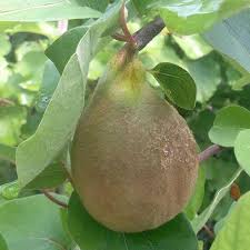 Attēlu rezultāti vaicājumam “Cydonia oblonga fruit”