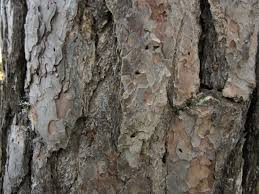 Attēlu rezultāti vaicājumam “Nothorhina punctata”