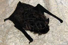 Attēlu rezultāti vaicājumam “Eptesicus nilssonii”