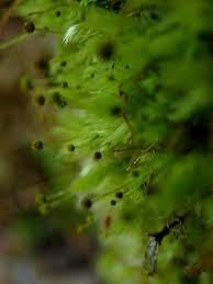 Attēlu rezultāti vaicājumam “Aulacomnium androgynum”