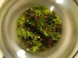 Attēlu rezultāti vaicājumam “Funariales”