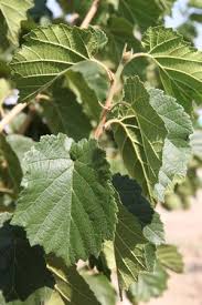 Attēlu rezultāti vaicājumam “Corylus colurna”