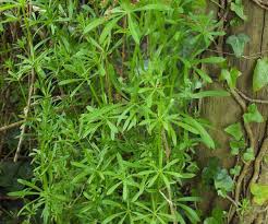 Image result for Galium aparine