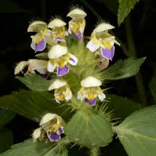 Attēlu rezultāti vaicājumam “Galeopsis speciosa”