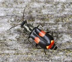 Attēlu rezultāti vaicājumam “Anthocomus fasciatus”