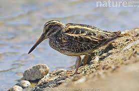 Image result for Lymnocryptes minimus