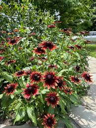 Attēlu rezultāti vaicājumam “Rudbeckia hirta var. hirta”