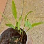 Attēlu rezultāti vaicājumam “Alisma lanceolatum leaf”