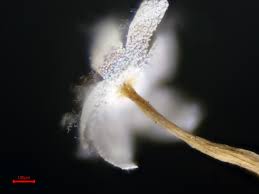 Attēlu rezultāti vaicājumam “Physarum pezizoideum stalked”