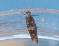 Attēlu rezultāti vaicājumam “Acrolepiopsis assectella”