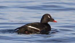 Attēlu rezultāti vaicājumam “Melanitta fusca male”