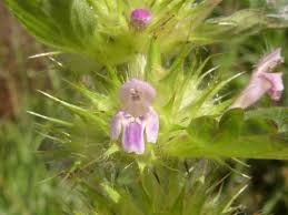 Attēlu rezultāti vaicājumam “Galeopsis bifida”