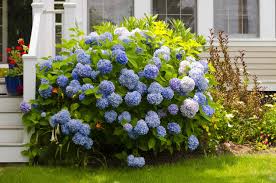 Attēlu rezultāti vaicājumam “Hydrangea”