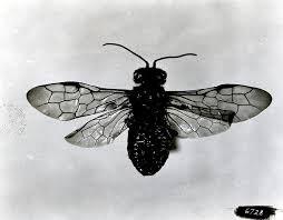 Attēlu rezultāti vaicājumam “Pamphiliidae”