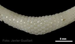 Image result for Raja radula