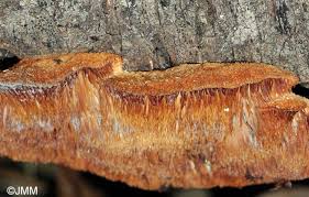 Attēlu rezultāti vaicājumam “Sarcodontia crocea”