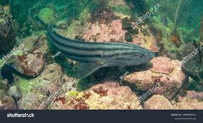 Image result for Poroderma africanum