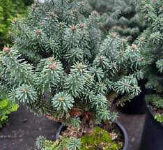 Attēlu rezultāti vaicājumam “Abies mariesii”