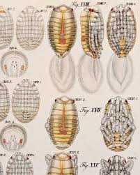 Attēlu rezultāti vaicājumam “Pyrrhocoris apterus nymph”