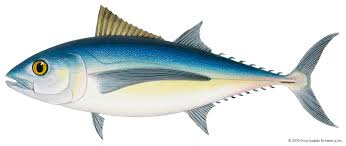 Image result for Thunnus atlanticus