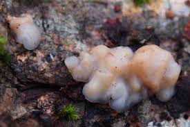 Attēlu rezultāti vaicājumam “Exidia thuretiana”