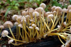 Attēlu rezultāti vaicājumam “Mycena renati”