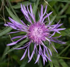 Attēlu rezultāti vaicājumam “Centaurea jacea flower”
