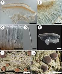 Attēlu rezultāti vaicājumam “Bacidia subincompta”
