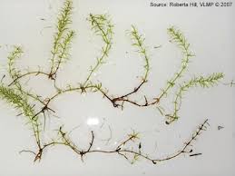 Attēlu rezultāti vaicājumam “Hydrilla verticillata”