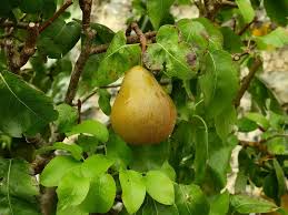 Attēlu rezultāti vaicājumam “Pyrus pyraster fruit”