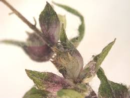 Attēlu rezultāti vaicājumam “Ambrosia artemisiifolia bud”