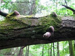 Attēlu rezultāti vaicājumam “Phellinus tremulae”