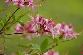 Attēlu rezultāti vaicājumam “Rhododendron periclymenoides flower”